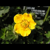 Geum Urbanum (var. Strictum) (fam. Rosacees) (Nouvelle-Zelande) (4)